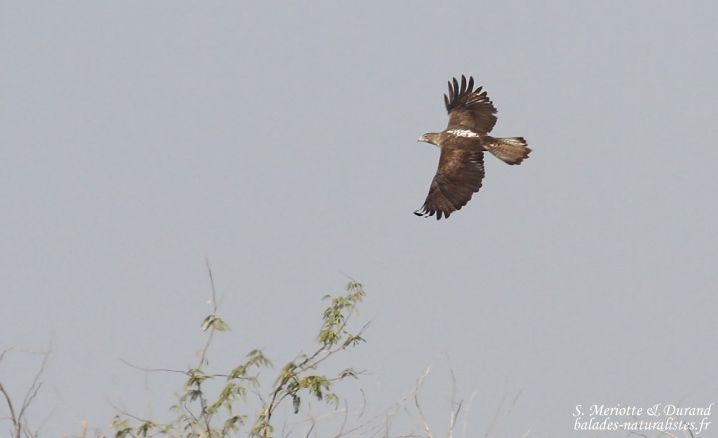Aigle de Bonelli femelle adulte, Djoudj