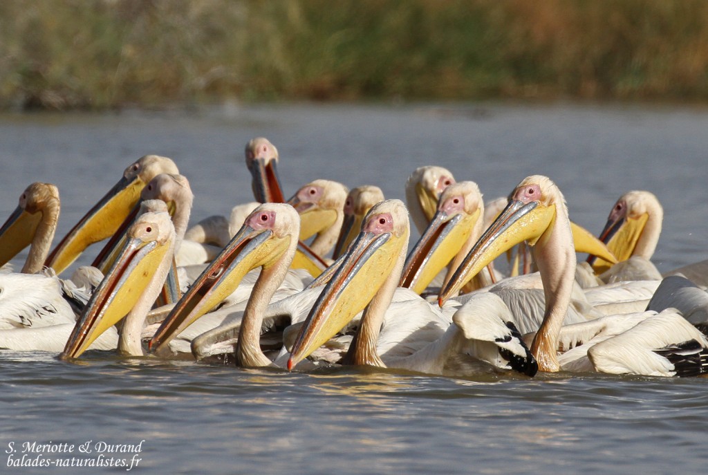 Pélicans blancs, Djoudj