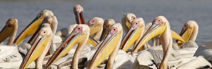 Pélicans blancs, Djoudj