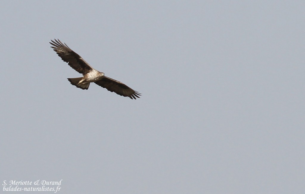 Aigle de Bonelli femelle adulte, Djoudj