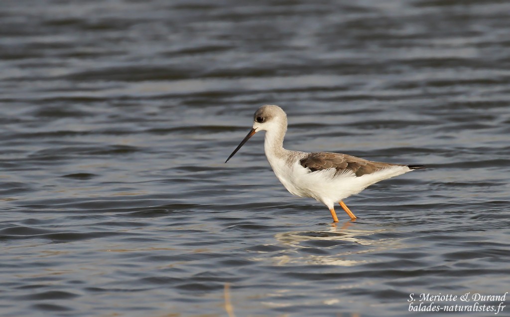 Echasse blanche immature, Djoudj