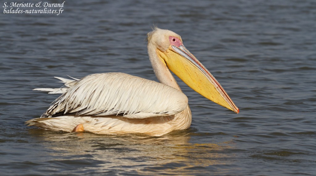 Pélican blanc, Djoudj