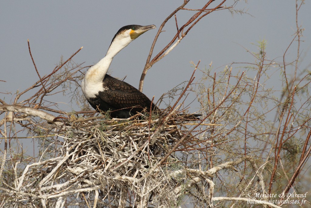Cormoran à poitrine blanche, Djoudj