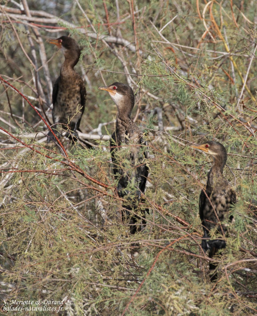 Cormorans africains, Djoudj