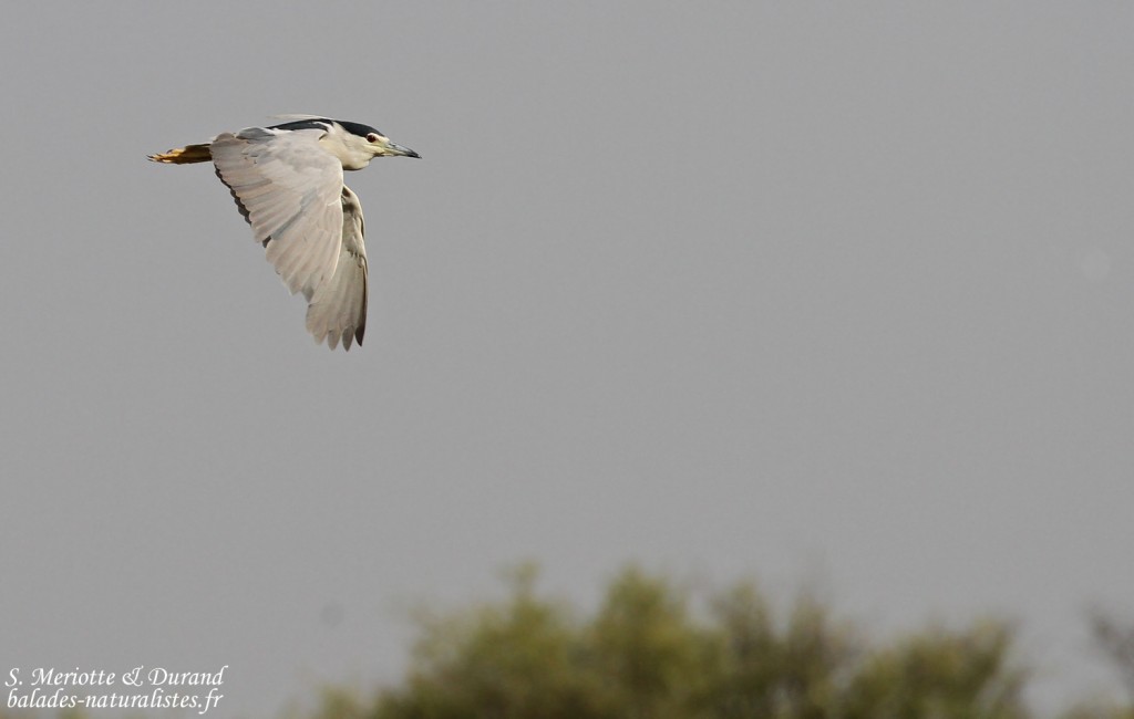 Bihoreau gris, Djoudj