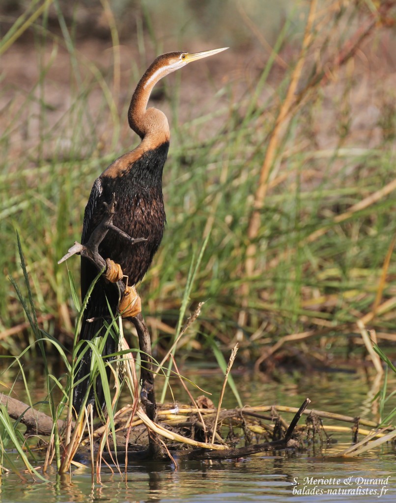 Anhinga d'Afrique, Djoudj