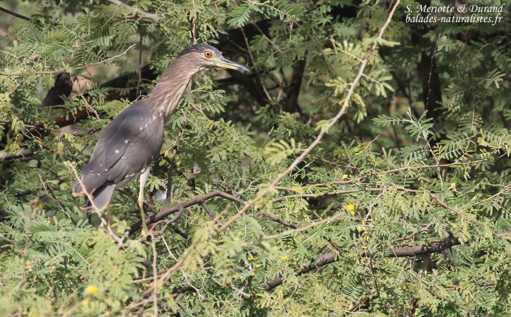 Bihoreau gris immature, Djoudj