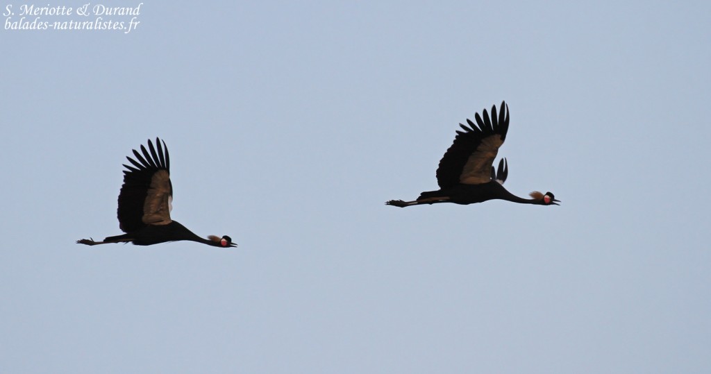 Grues couronnées, Djoudj