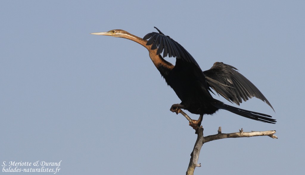 Anhinga d'Afrique, Djoudj