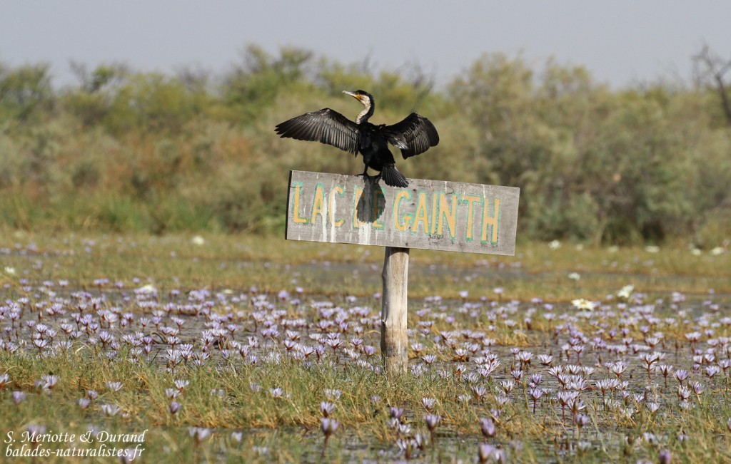 Cormoran à poitrine blanche, Gainth, Djoudj