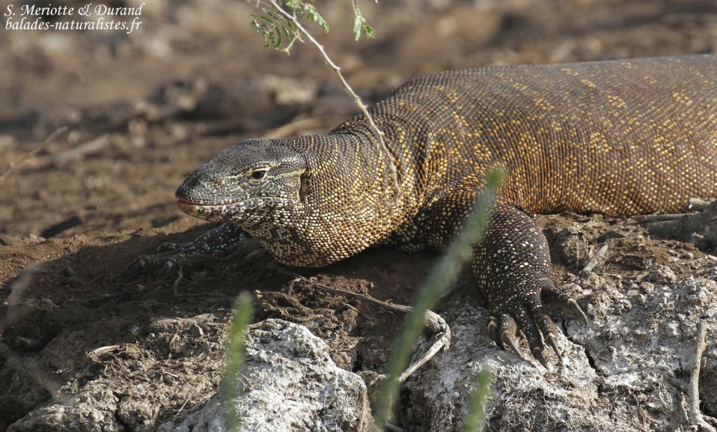 Varan du Nil, Djoudj
