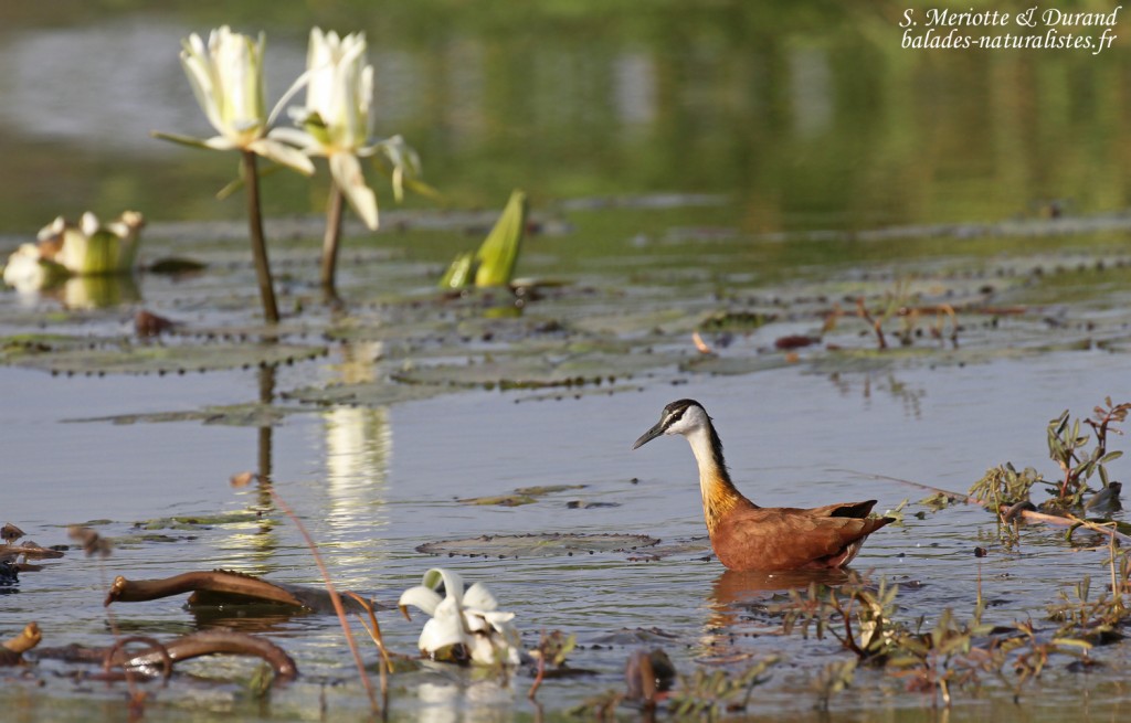 Jacana à poitrine dorée, Djoudj