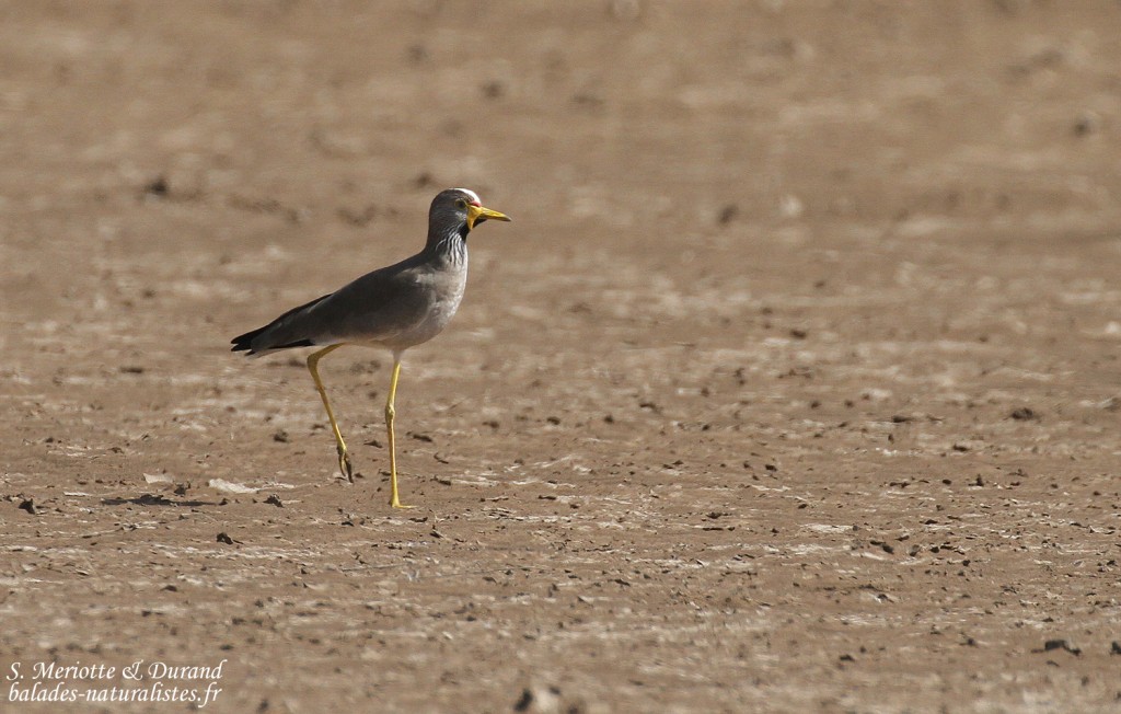 Vanneau du Sénégal, Djoudj