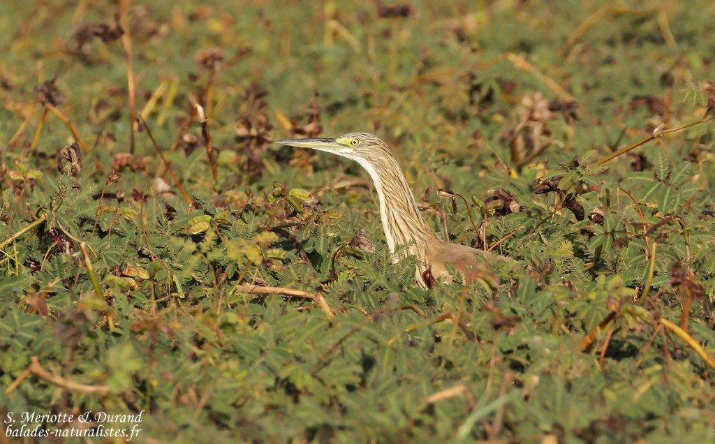 Héron crabier, Djoudj
