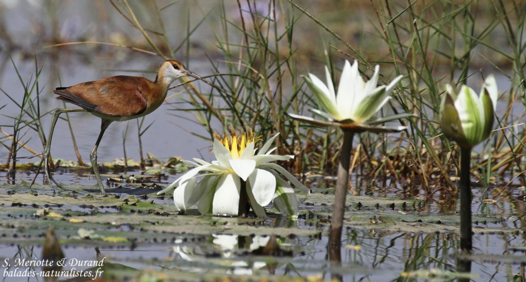 Jeune Jacana à poitrine dorée, Djoudj
