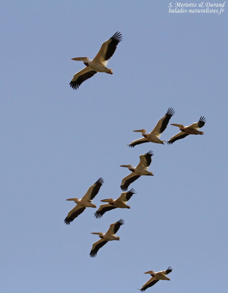 Pélicans blancs, Djoudj