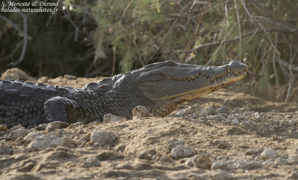 Crocodile d'Afrique de l'ouest, Djoudj