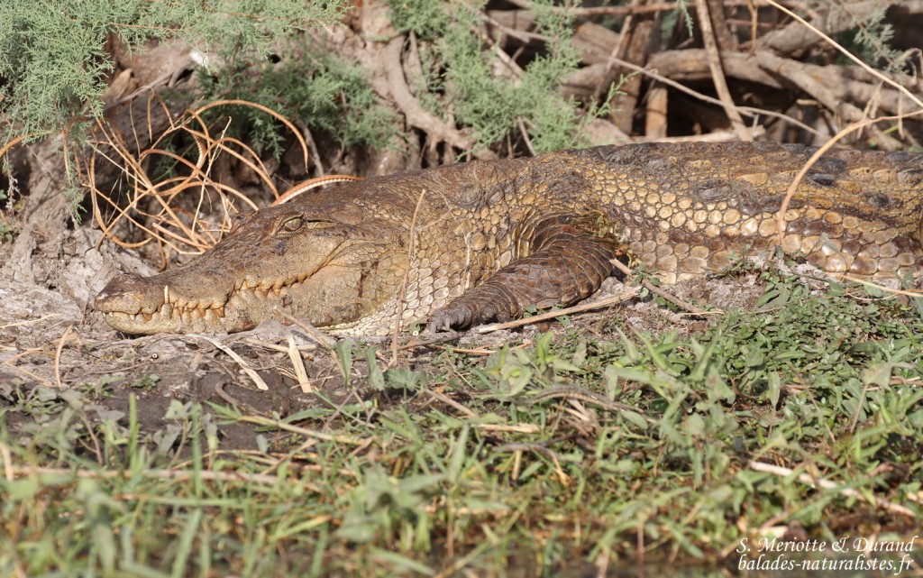 Crocodile d'Afrique de l'ouest, Djoudj