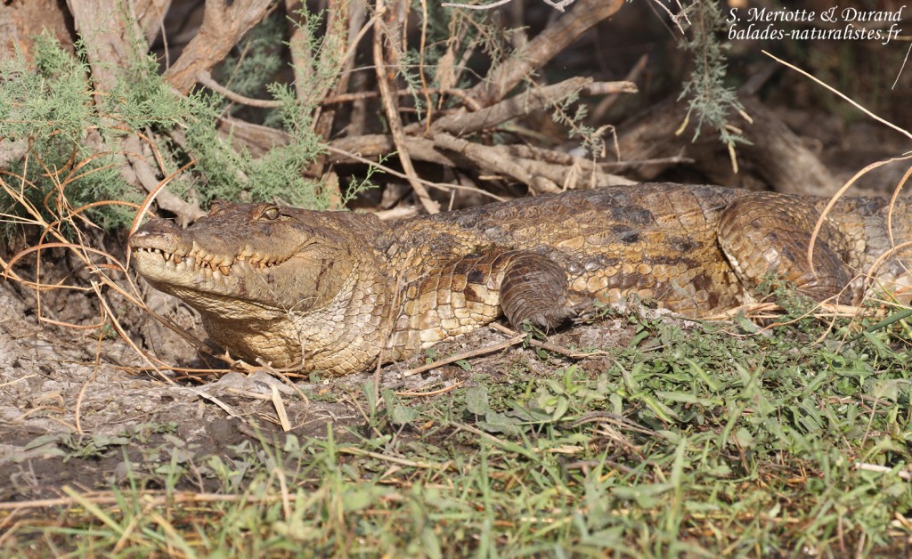 Crocodile d'Afrique de l'ouest, Djoudj
