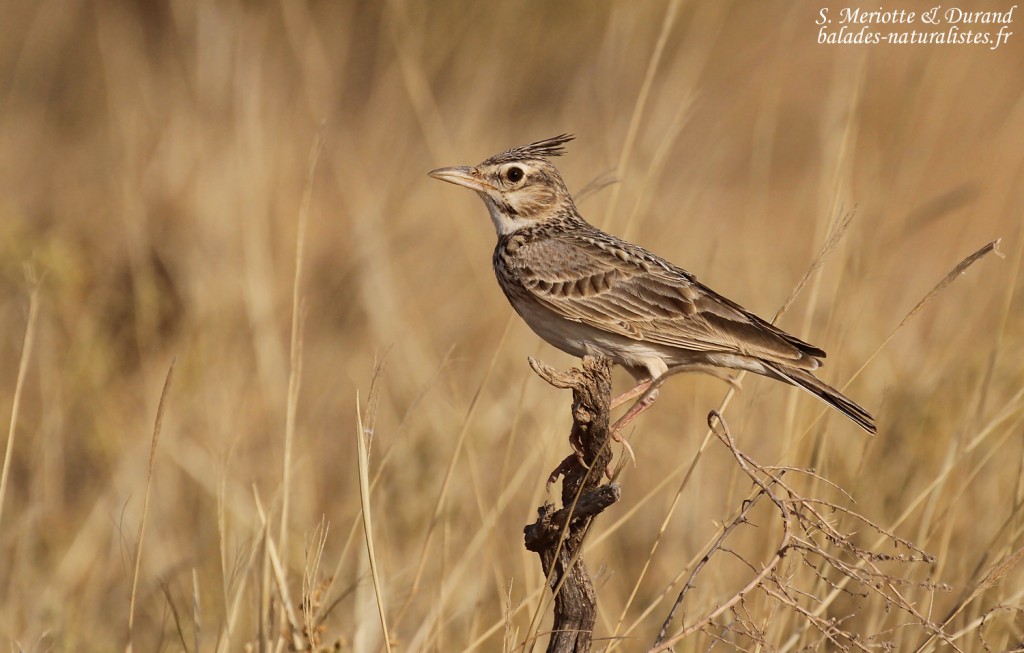 Cochevis huppé, Djoudj