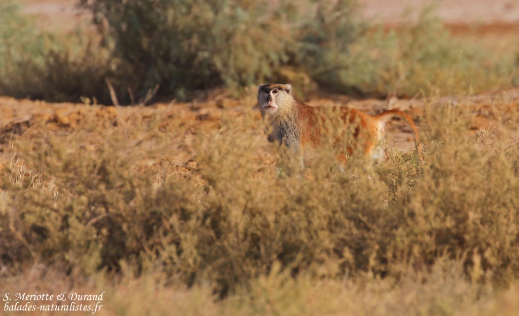 Singe patas, Djoudj