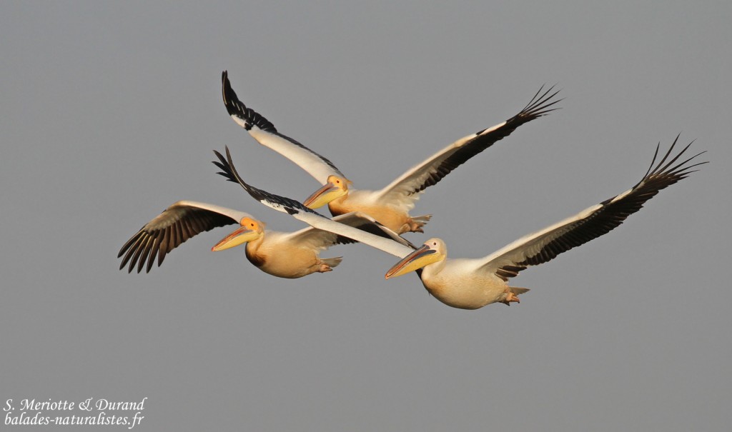 Pélicans blancs, Djoudj