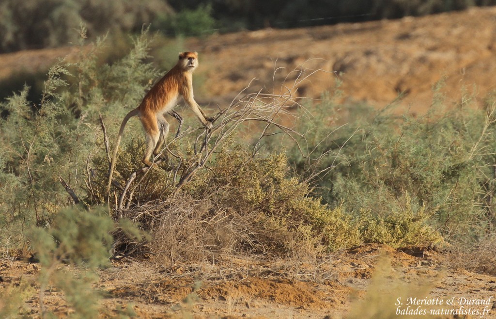 Singe patas, Djoudj