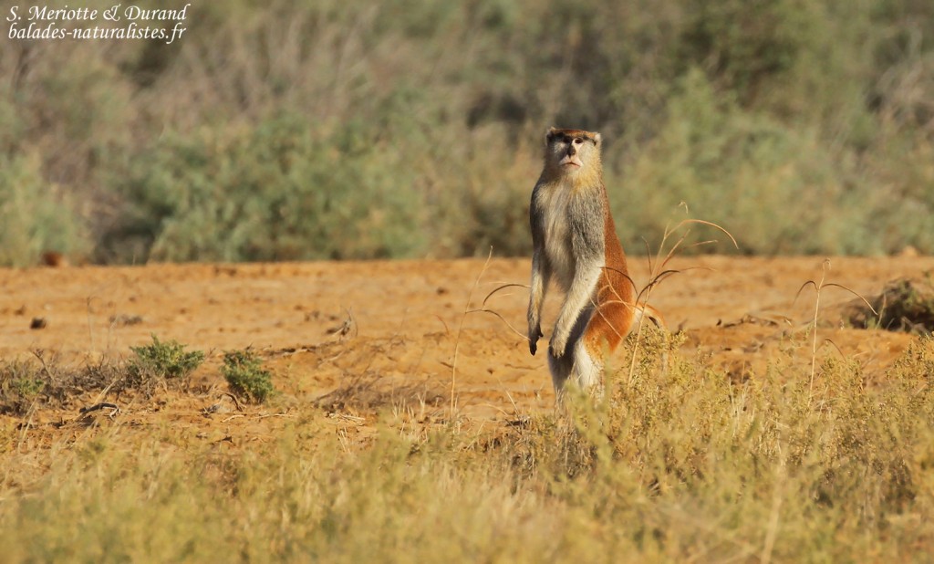 Singe patas, Djoudj