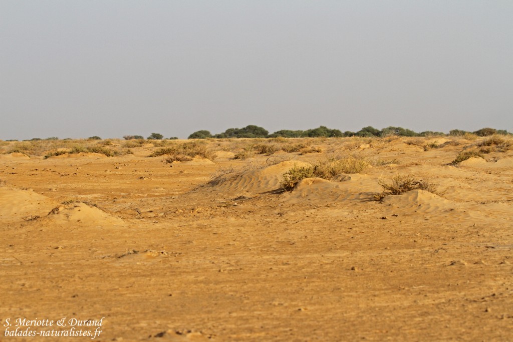 Paysages du Djoudj