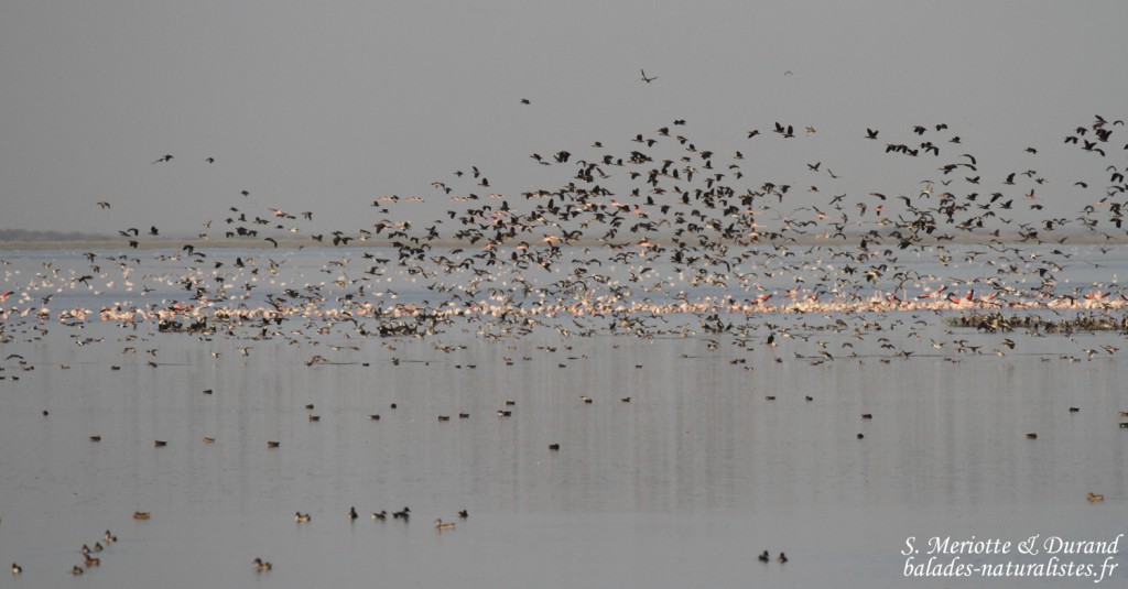 Canards, Djoudj