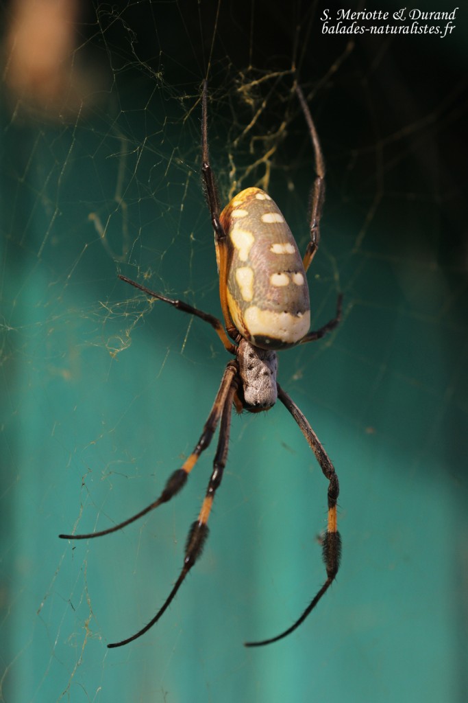 Araignée, Djoudj