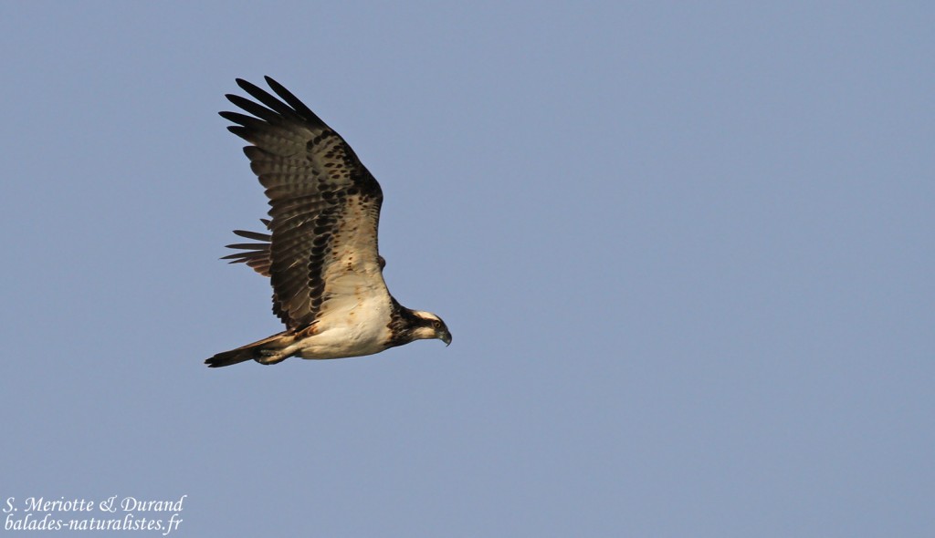 Balbuzard pêcheur, Djoudj