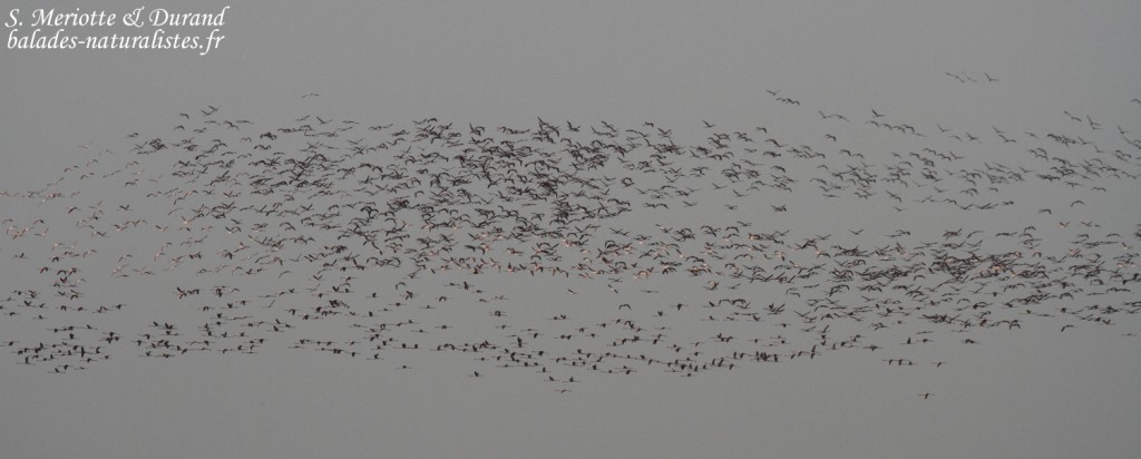 Vol de flamants, Djoudj