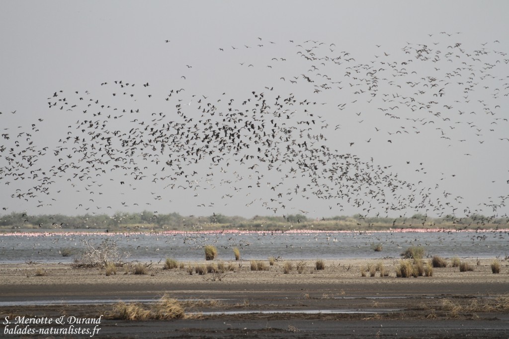 Groupe de canards, Djoudj