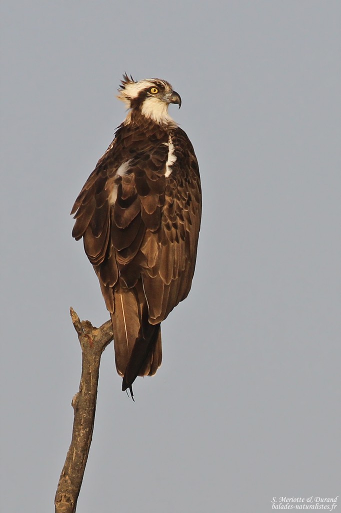 Balbuzard pêcheur, Djoudj