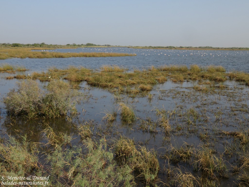 Secteur du Grand lac, Djoudj