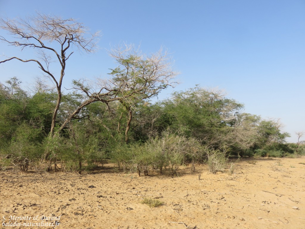 Paysages du Djoudj