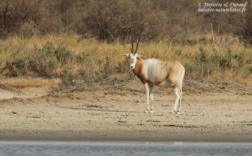 Oryx algalzelle, Réserve de Guembeul