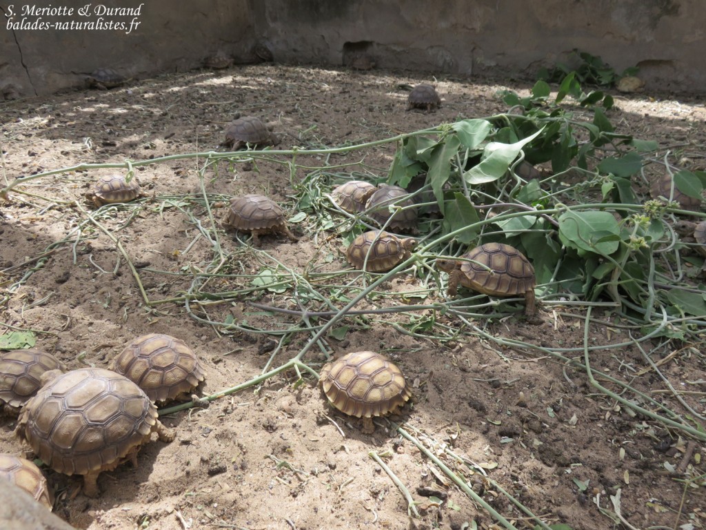 Tortue sulcata, Réserve de Guembeul