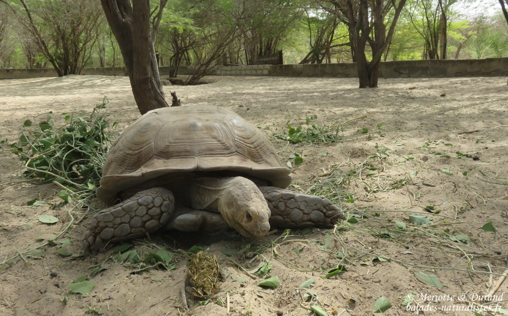 Tortue sulcata, Réserve de Guembeul