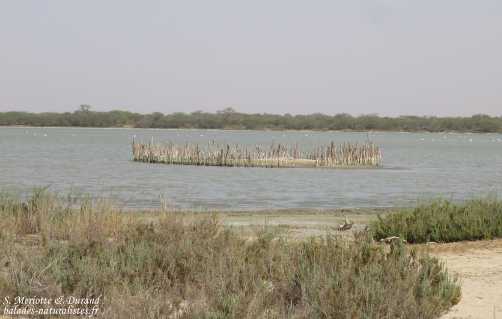 Ilot de nidification, Réserve de Guembeul