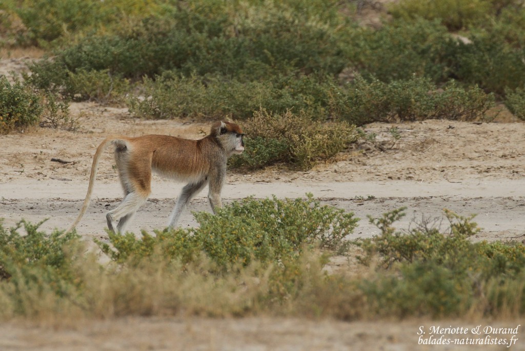 Singe patas, Langue de Barbarie