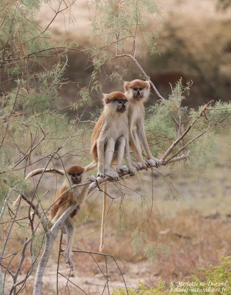 Singe patas, Langue de Barbarie