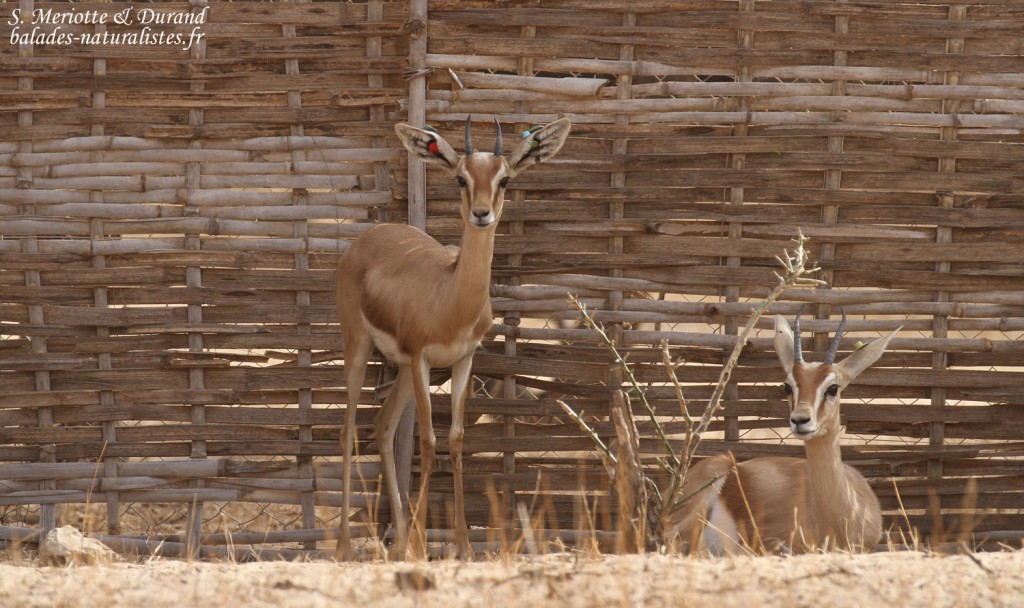 Gazelle dorcas, Réserve de Guembeul