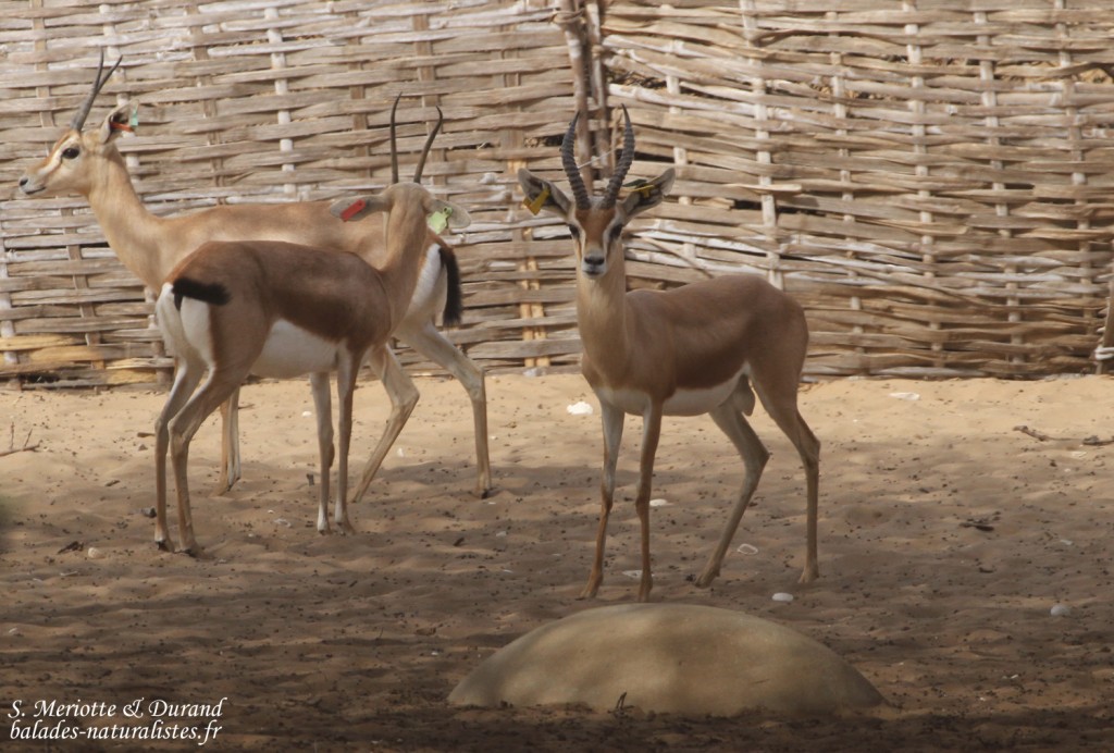 Gazelle dorcas, Réserve de Guembeul