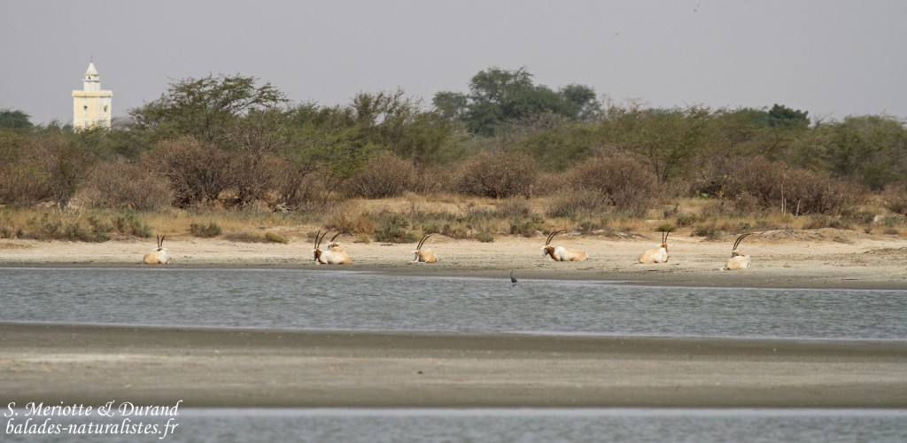 Oryx algalzelle, Réserve de Guembeul