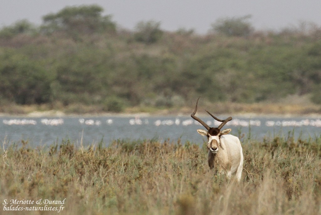 Addax, Réserve de Guembeul