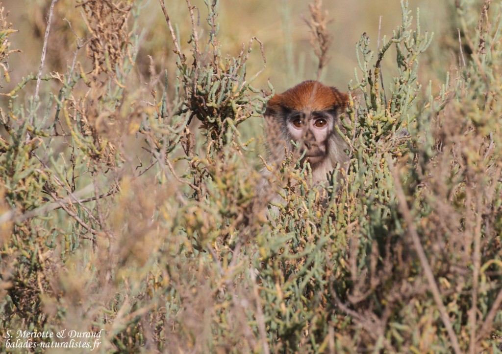 Singe patas, Réserve de Guembeul