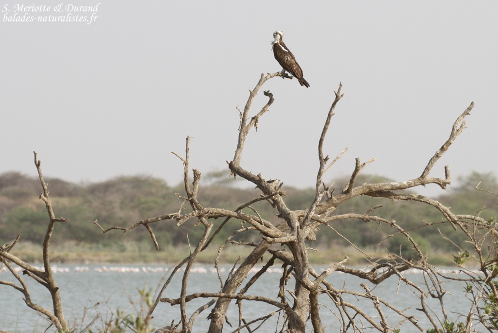 Balbuzard pêcheur, Réserve de Guembeul
