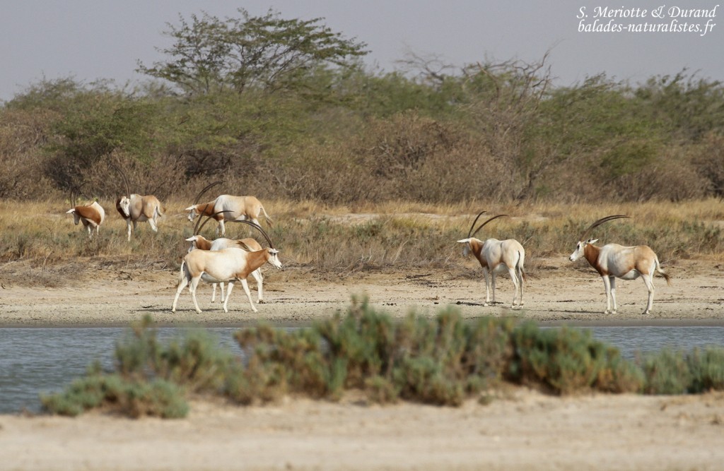 Oryx algalzelle, Réserve de Guembeul